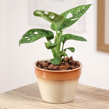 Monstera obliqua -Fensterblatt