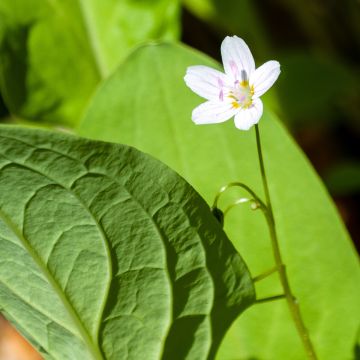 Claytonia sibirica Alba - Sibirische Claytonie