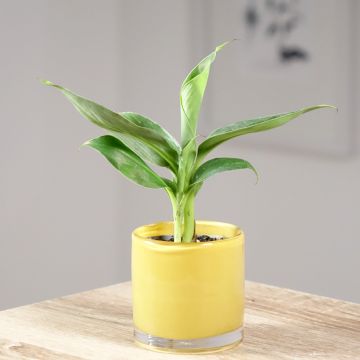 Musa acuminata - Zwerg-Essbanane