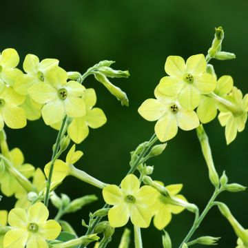 Flügel-Tabak Lime Green (Samen) - Nicotiana