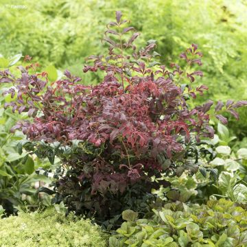 Nandina domestica Curly Obsessed - Himmelsbambus