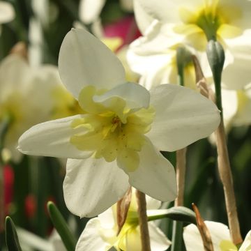 Narcissus Bella Estrella