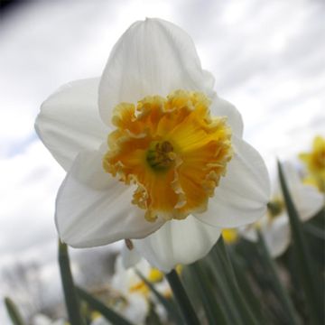 Narcissus Chantilly