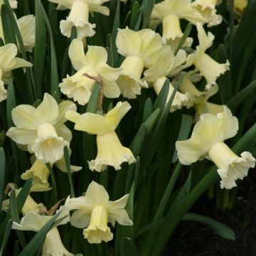 Narcissus Galactic Star