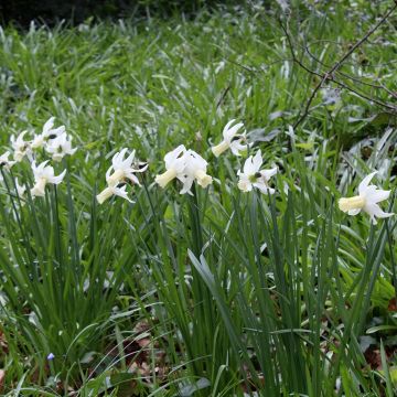 Narcissus Lemon Drops