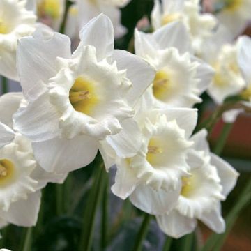 Narcissus Steptoe