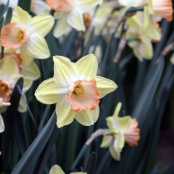 Narcissus Tickled Pinkeen