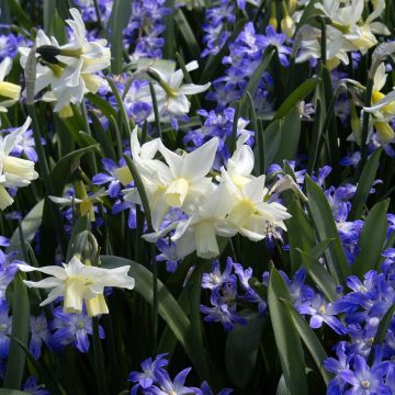 Narcissus cyclamineus Toto