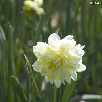 Narcissus Irene Coppeland