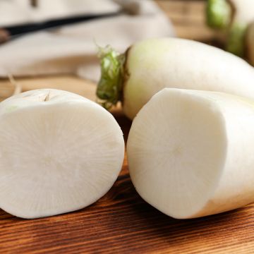 Rübe Marteau Bio - Ferme de Sainte Marthe