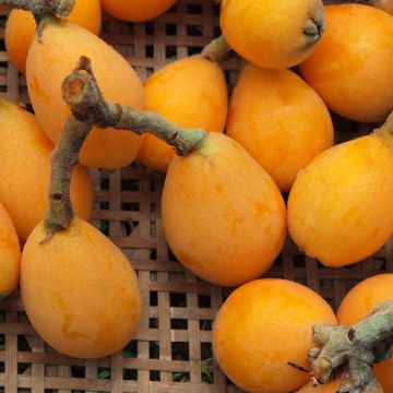 Japanische Wollmispel Tanaka - Eriobotrya japonica