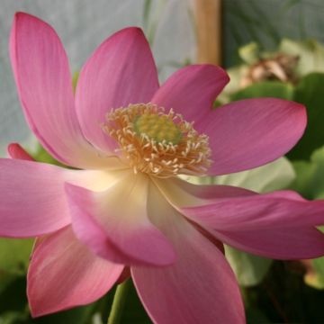 Nelumbo L'Aube Rouge - Indische Lotosblume