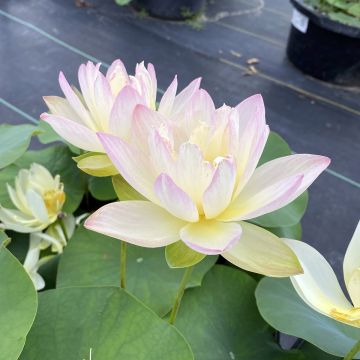 Nelumbo Evening Showers - Indische Lotosblume