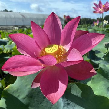 Nelumbo nucifera Ford's Raptor Red - Indische Lotosblume