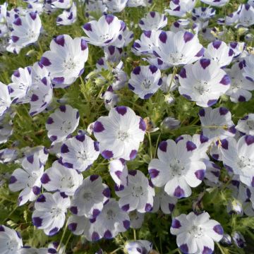 Nemophila maculata Spotty (Samen) - Gefleckte Hainblume