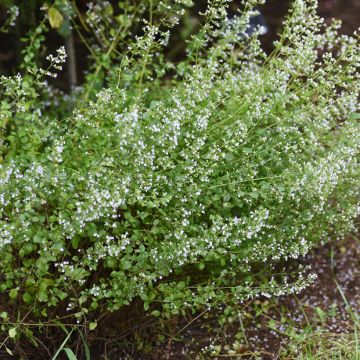 Nepeta x faassenii Alba - Népéta hybride