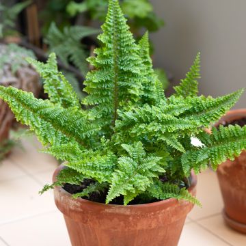 Schwertfarn Cotton Candy - Nephrolepis exaltata