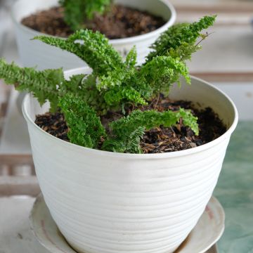 Schwertfarn Fluffy Ruffle - Nephrolepis exaltata