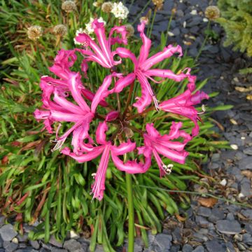 Nerine bowdenii Favourite - Guernsey-Lilie