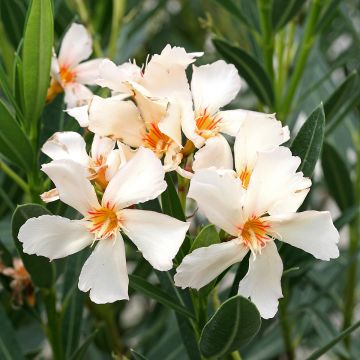 Oleander Angiolo Pucci - Nerium