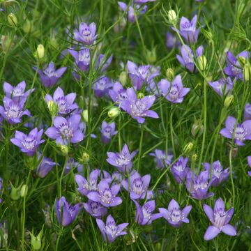 Nigella garidella Blue Stars (Samen) - Schwarzkümmel