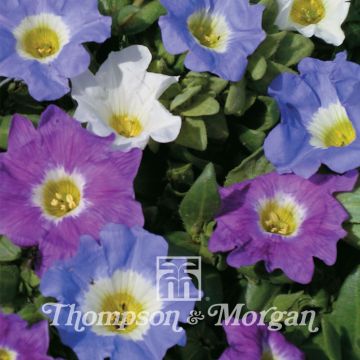 Nolana paradoxa Sun Belle Mixed (Samen) - Glockenwinde