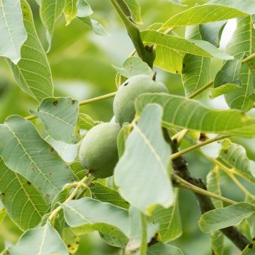 Schwarznuss Corne - Juglans nigra