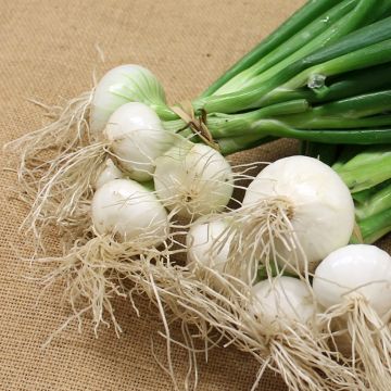 Weiße Zwiebel Blanc Premier - Vilmorin