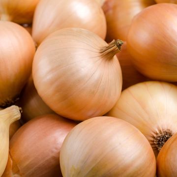 Zwiebel Supasweet