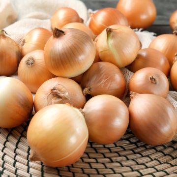 Zwiebel Lorenzos - Vilmorin