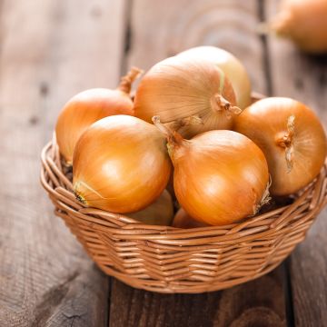 Zwiebel Ramata di Milano