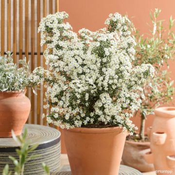 Olearia phlogopappa Spring Bling - Baumaster