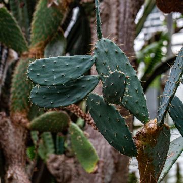 Opuntia bergeriana - Feigenkaktus