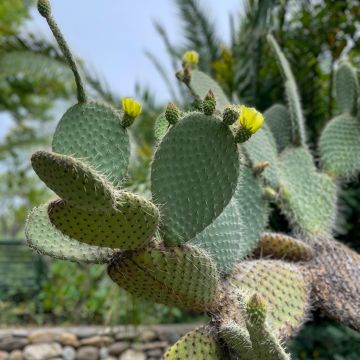 Opuntia leucotricha - Feigenkaktus