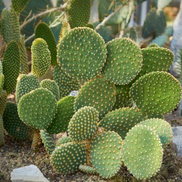 Opuntia microdasys var. pallida - Feigenkaktus