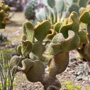 Opuntia microdasys undulata - Feigenkaktus