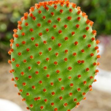 Opuntia microdasys var. rufida - Feigenkaktus