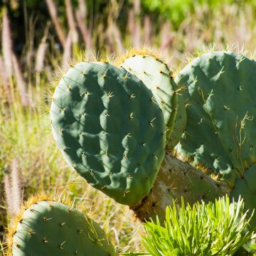 Opuntia robusta - Feigenkaktus
