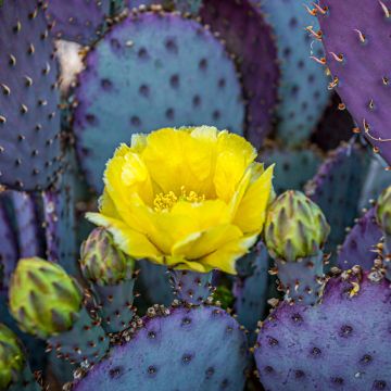 Opuntia santa-rita - Feigenkaktus