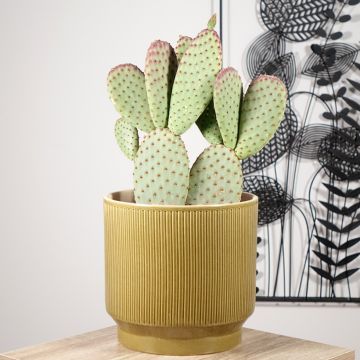 Opuntia microdasys - Feigenkaktus