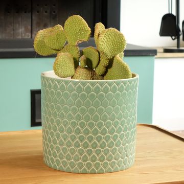 Opuntia microdasys undulata - Feigenkaktus