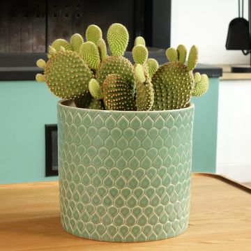 Opuntia microdasys var. pallida - Feigenkaktus