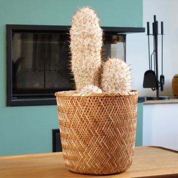 Oreocereus trollii - Kaktus