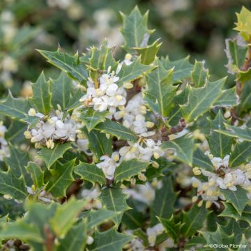 Stachelblättrige Duftblüt Perfume Party - Osmanthus heterophyllus