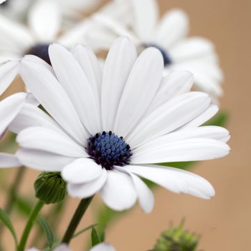 Kapmargerite Glistening White (Samen) - Osteospermum