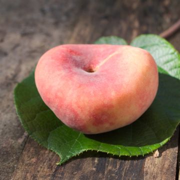 Pfirsich 'Flatqueen' Regalcake®34 - Prunus persica 