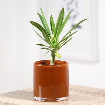 Madagaskarpalme - Pachypodium lamerei