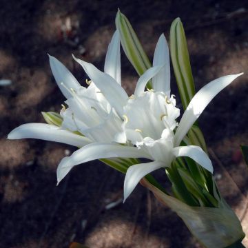 Pancratium maritimum - Dünen-Trichternarzisse