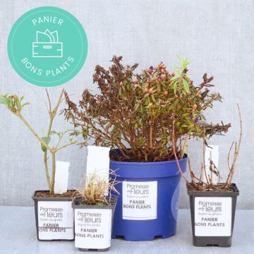 Pflanzkorb für Setzlinge