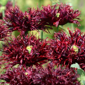 Schlafmohn Black Swan (Samen) - Papaver